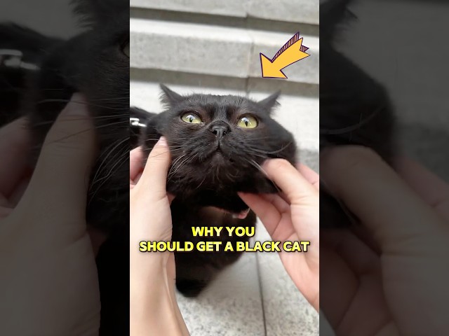 This black cat helps the owner find hidden fortune