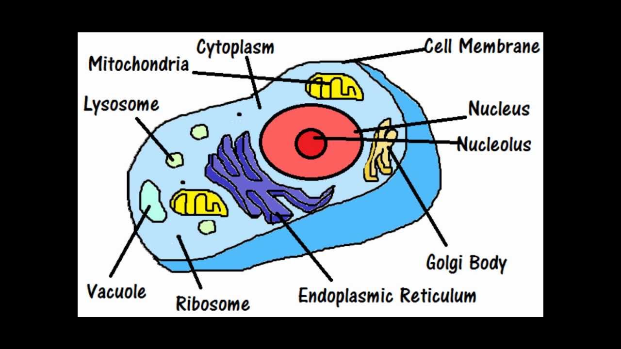 Parts Of A Cell And Their Functions YouTube