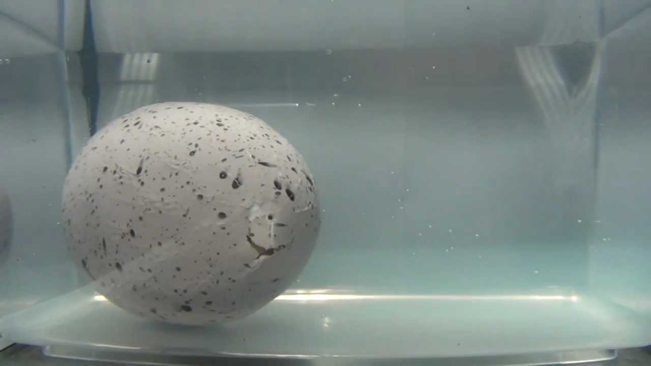 first newborn dinosaur that rarely hatch out of the egg