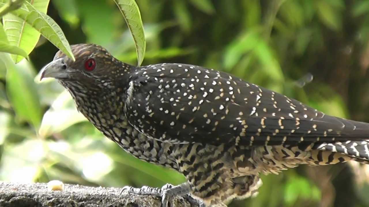 Asian Koel Koha YouTube asian-koel-koha-youtube