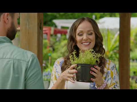 Let Love Grow'