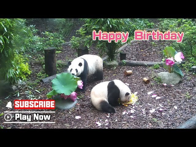 Happy 5th Birthday To He Hua And He Ye | iPanda