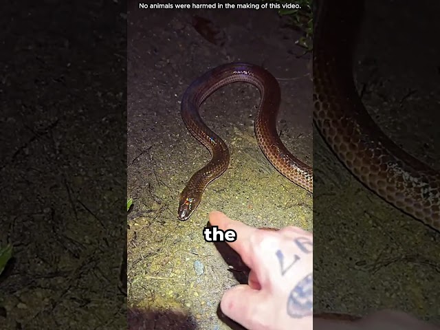 Australia’s SCARIEST Creatures 🐍 (@insecthaus_adi)
