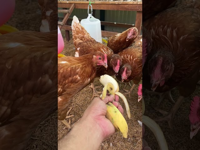 ไก่ไข่ของเราใกล้ไข่แล้ว