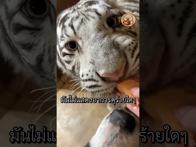 สัตว์ร้ายบุกบ้านของเธอ แต่สุดท้ายกลายเป็นเพื่อนรัก