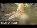 Tiger beaten to death by villagers in Uttar Pradesh