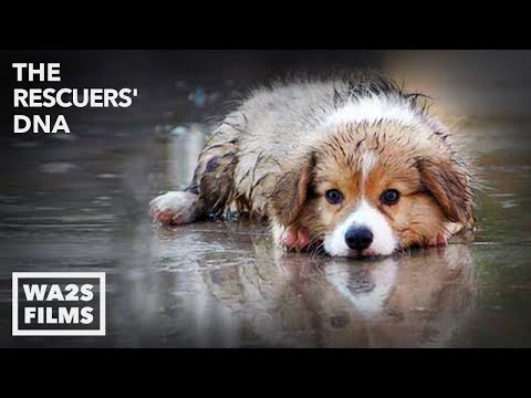 WET PUPPY RESCUED FROM FLOOD by Forgotten Dogs! The Rescuers DNA - Hope For Dogs | My DoDo