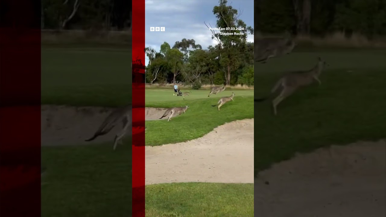 A 'stampede' of kangaroos invaded a Melbourne golf course. #Australia #Melbourne #Shorts #BBCNews