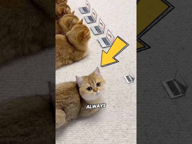 An isolated cat regains favor