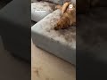 Muddy dog ruins familys couch in Australia - 00:30 min - News - Video