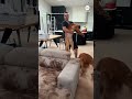 Muddy dog ruins familys couch in Australia
