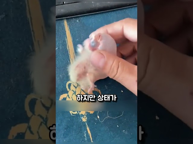 작은 생명을 지켜낸 한 남자의 따뜻한 이야기