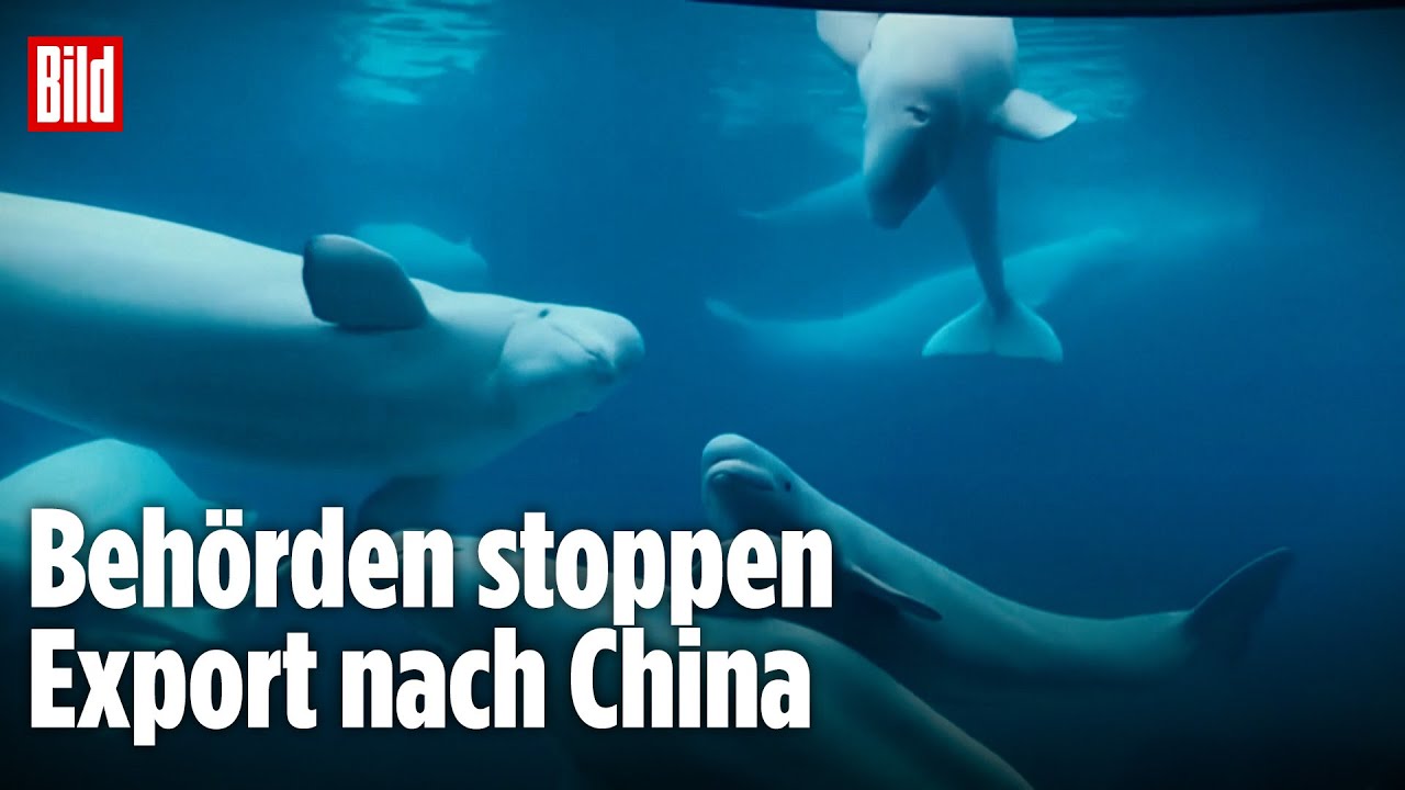 Kanada: 30 Belugas aus Freizeitpark droht Einschläferung