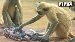 Mechanická opica vs opice