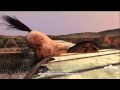 Red Dead Redemption The Flying Talking Horseman