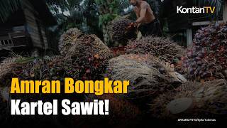 Amran Laporkan 300 Perusahaan Sawit ke Polisi, Ada Dugaan Kartel Harga!