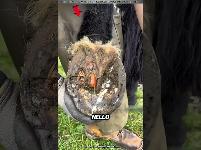 Ha salvato lo zoccolo del cavallo ❤️