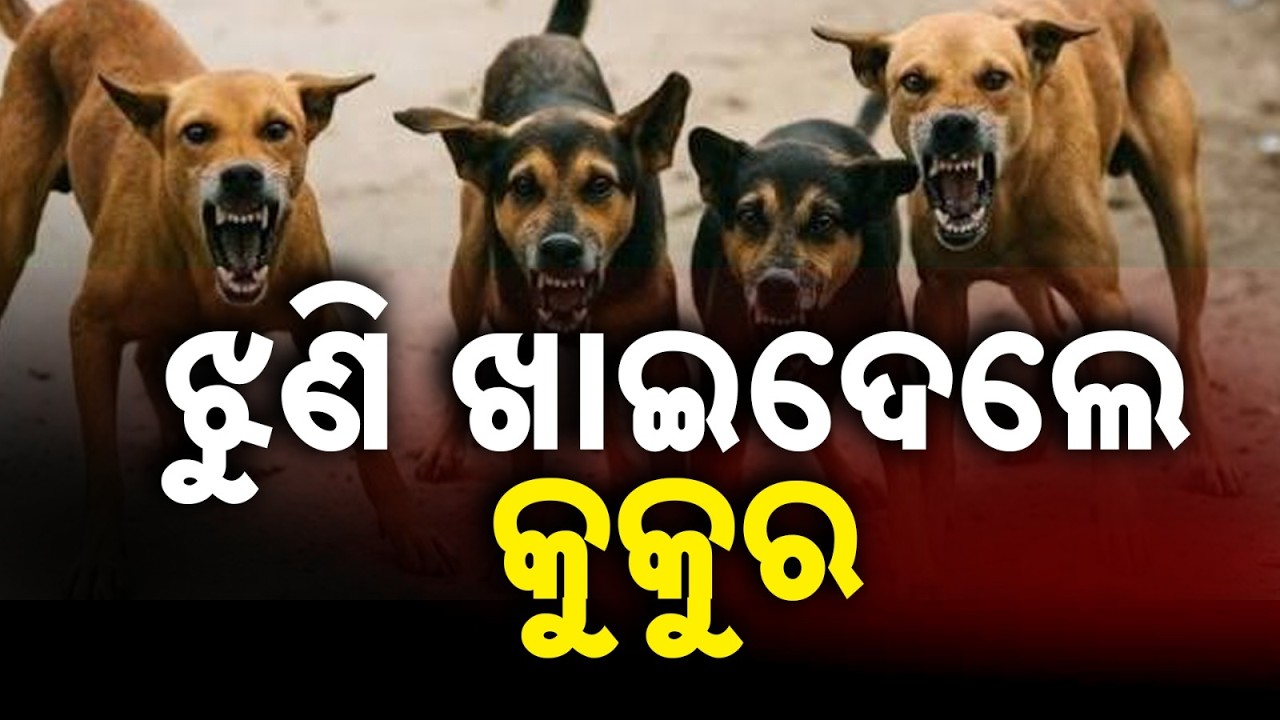 Stray Dog Attack In Sanakhemundi: School Girl Severely Injured In Ganjam | Argus News