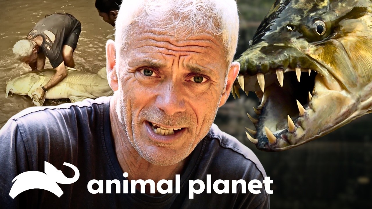 Massive Jaws and Razor Sharp Teeth! | River Monsters | Animal Planet