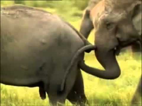 Forest Wild Animal Best Blog Free Download Wild Animal Mating Videos