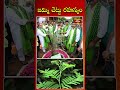 జమ్మిచెట్టు రహస్యం..! #jammichettu #dussehra #shorts #trendingshorts #bhakthitv