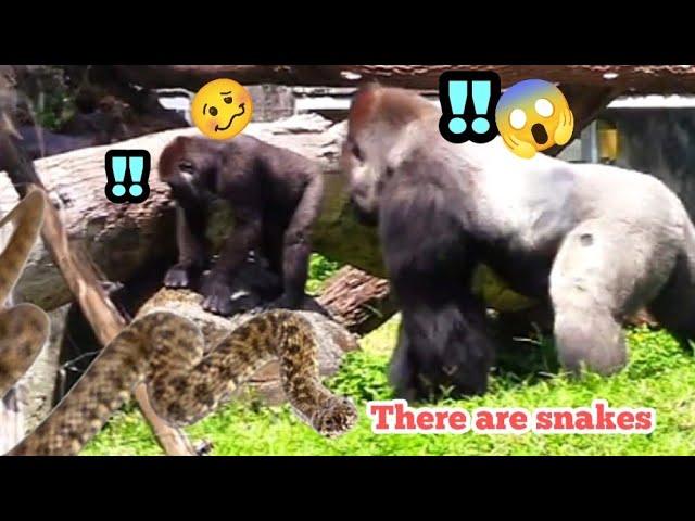 A Snake Appears—Even D’jeeco Screams!🐍😱😱蛇出沒，連迪亞哥都尖叫了！