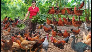 Deworming Chickens With Natural Leaves. Free-range New Flock of Ducks. Organic Poultry Farming