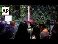 Visitors line up to smell a corpse flowers stinking bloom in San Francisco