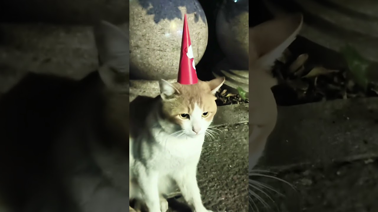 The CAT IS Not in a Festive mood #cat #funnycat