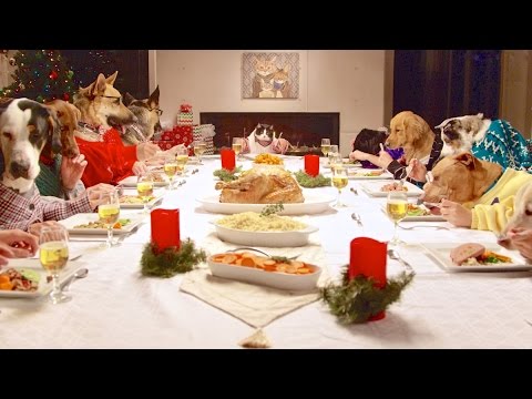 13 кучиња и 1 мачка уживаат во празничната вечера