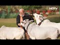 PM Modi Feeds Cows At His Residence On Makar Sankranti  - 02:15 min - News - Video