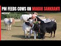 PM Modi Feeds Cows At His Residence On Makar Sankranti