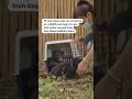 Moon bear cubs recover after historic rescue in Laos | REUTERS  - 00:42 min - News - Video
