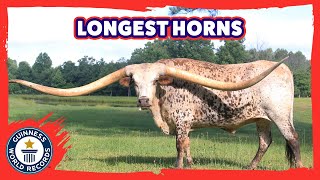 Longest horns on a steer ever! Poncho Via - Guinness World Records