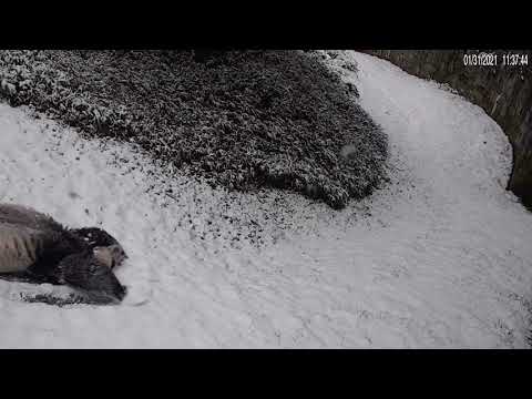 Позитива на денот: Панда мечиња се лизгаат на снег