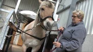 video Hippotherapie : Hippo-droom St.-Oda Overpelt