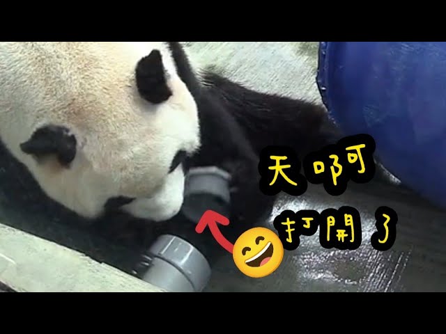 圓寶開罐罐，圓寶懂得旋轉蓋子開罐罐，圓寶太聰明啦～|熊貓貓熊The Giant Panda Yuan Yuan and Yuan Bao|台北市立動物園