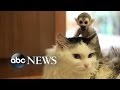 Cat Adopts Abandoned Baby Monkey