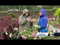 Everything you need to know about roses  - 03:09 min - News - Video