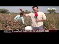 Despite Alternatives, BJP Ends Up Winning: Gujarat Cotton Farmers | Verified  - 06:14 min - News - Video