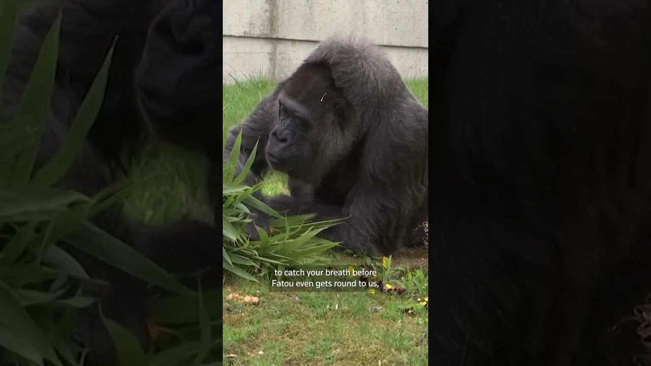 Fatou, world's oldest known female gorilla, turns 69