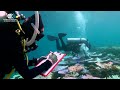 Great Barrier Reef hit by coral bleaching: report | REUTERS  - 01:27 min - News - Video