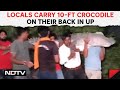 UP Crocodile | Locals Carry 10-Ft Crocodile On Their Back, Release It In UP Canal