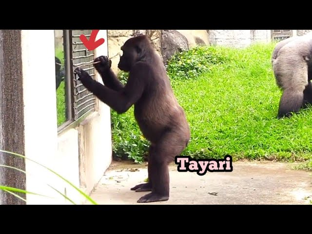 D’jeeco Doesn’t Know How to Dig—But Tayari’s Got It All Figured Out!迪亞哥不太會挖，塔莉超聰明，早就搞定啦！🧠🌿👏