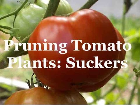 Pruning Tomato Plants Suckers - YouTube
