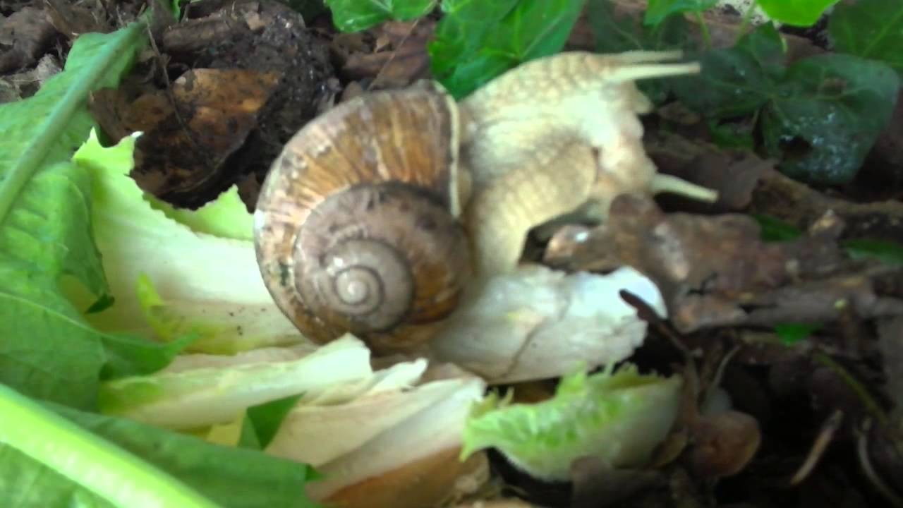 Do Snails Have Sex 21