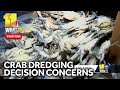 Crab dredging ban could be repealed