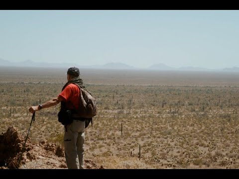 Desert Angel'
