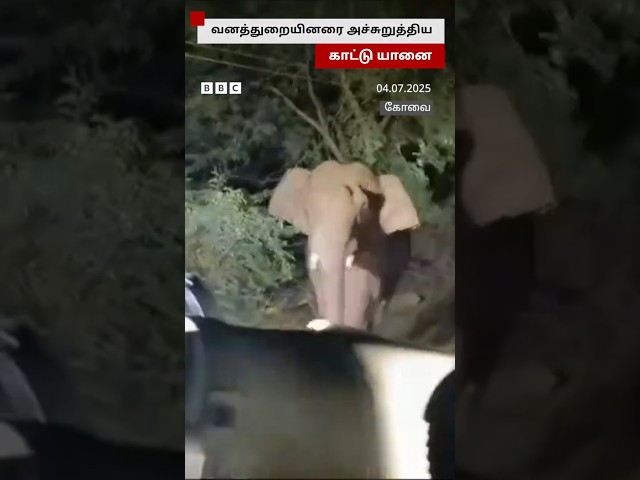 விரட்டிய அதிகாரிகளை அச்சுறுத்திய யானை