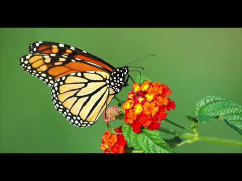butterflies - Kacey Musgraves